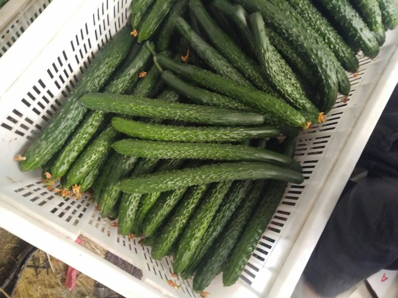 黄瓜❤青瓜️优质黄瓜❤️产地直供量大从优