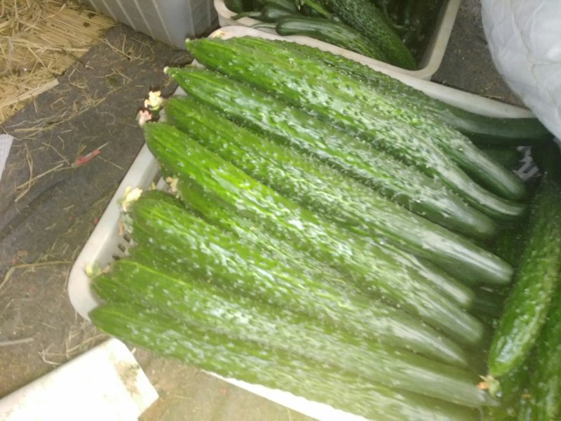 黄瓜❤青瓜️优质黄瓜❤️产地直供量大从优