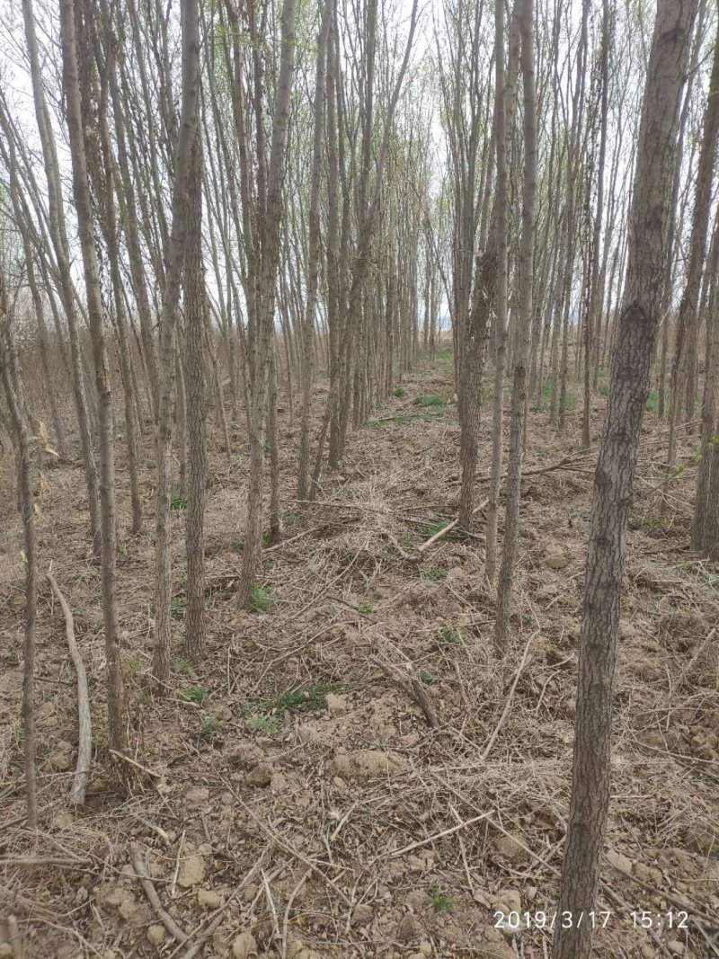 苦楝各种规格质优价廉