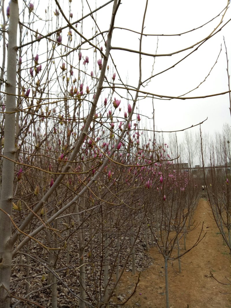 供应玉兰