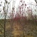 供应玉兰