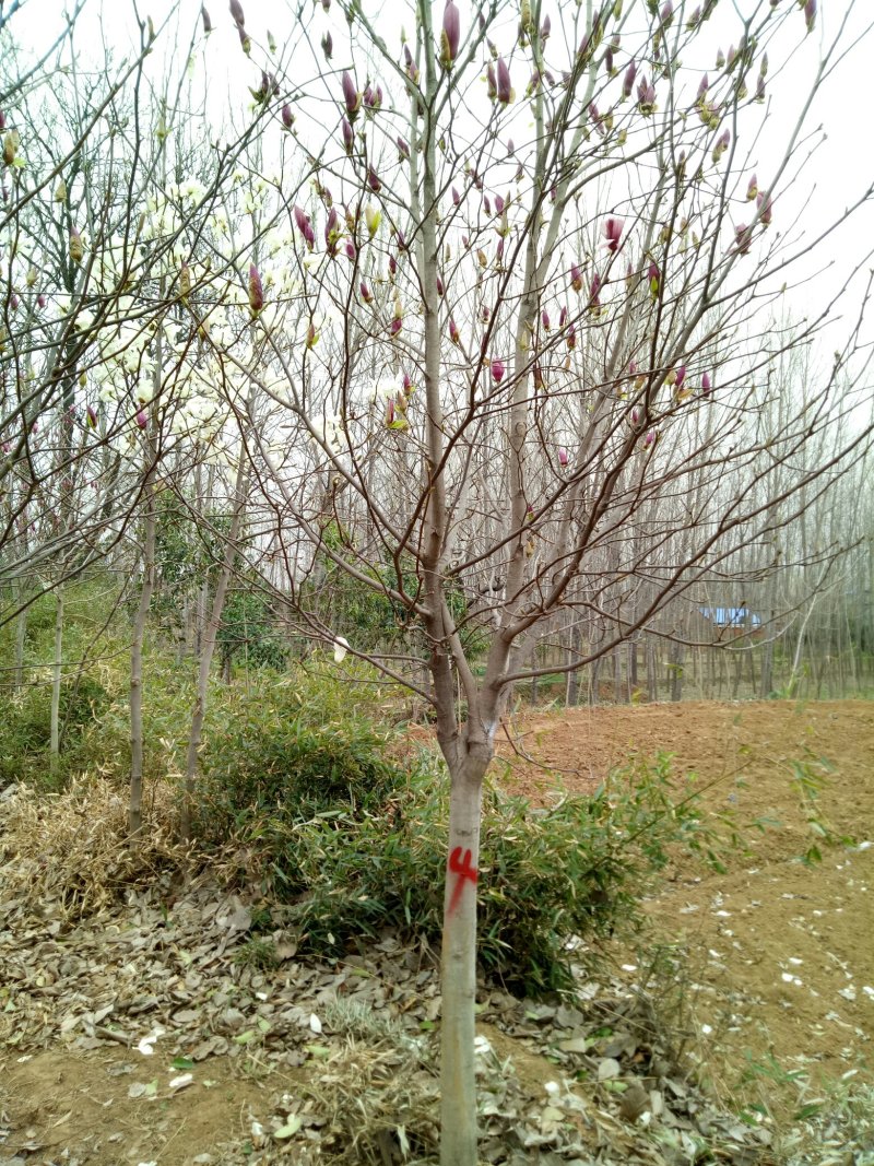 供应玉兰
