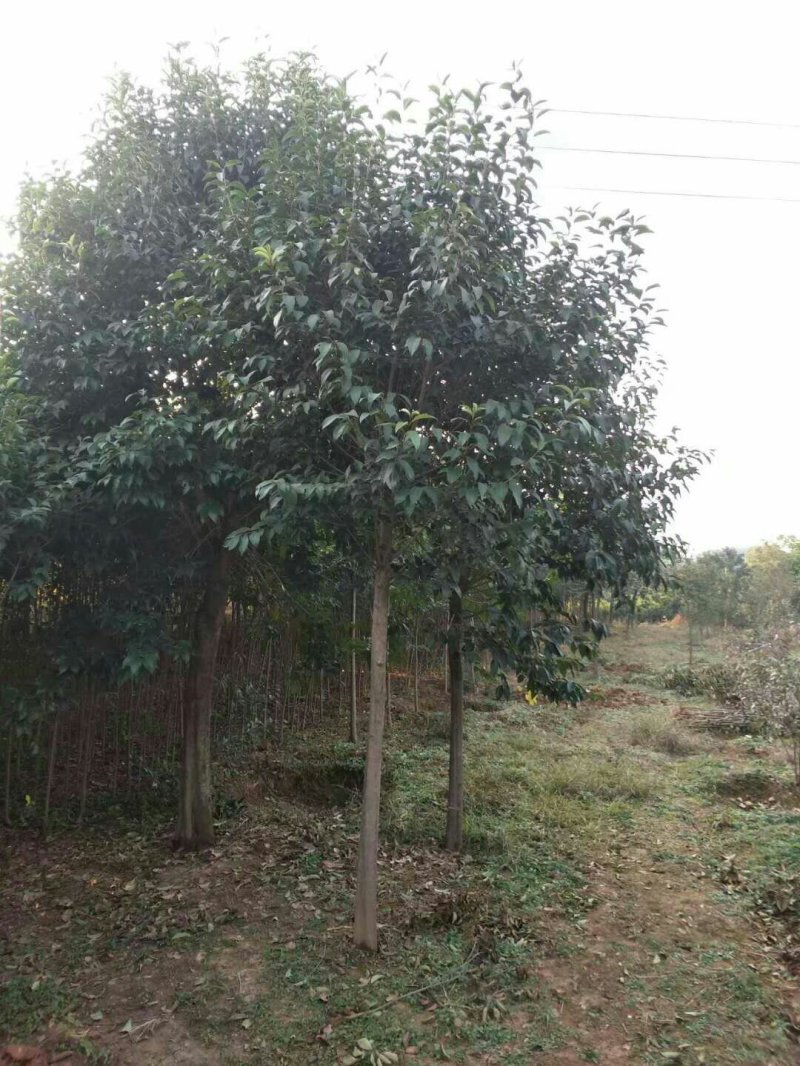 供应大叶女贞