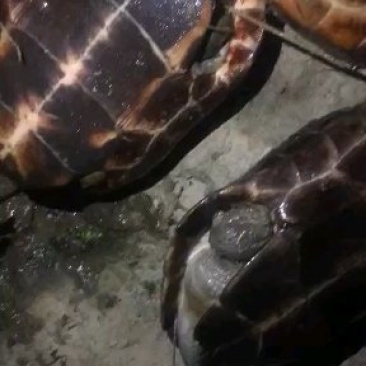 中华草龟急售生蛋母草和龟公