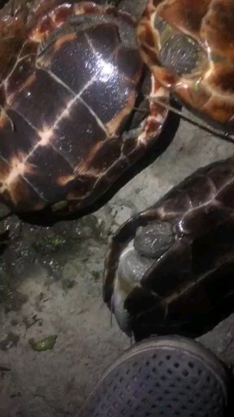 中华草龟急售生蛋母草和龟公