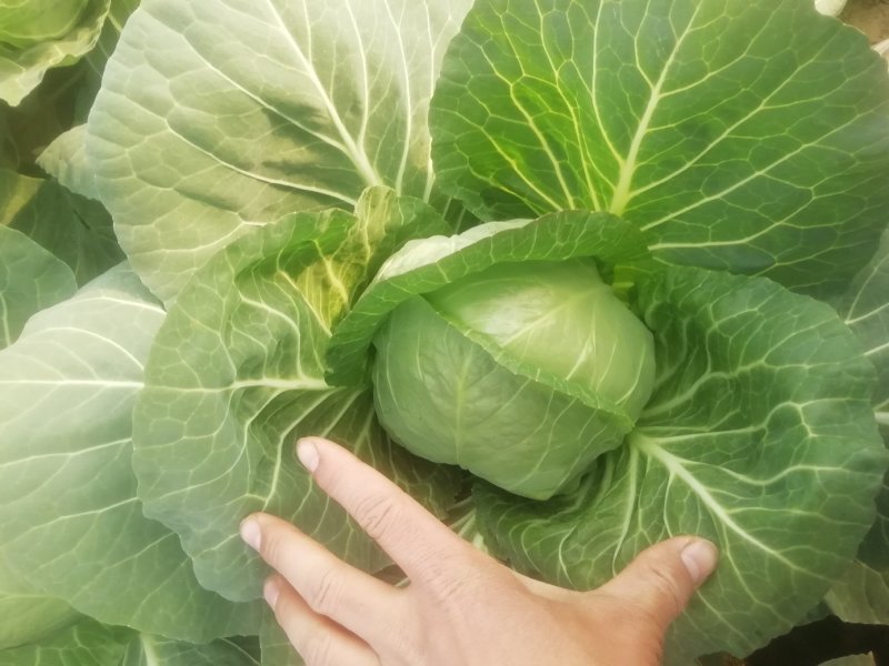 甘蓝有机大头菜，包菜。