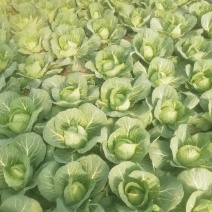 甘蓝有机大头菜，包菜。
