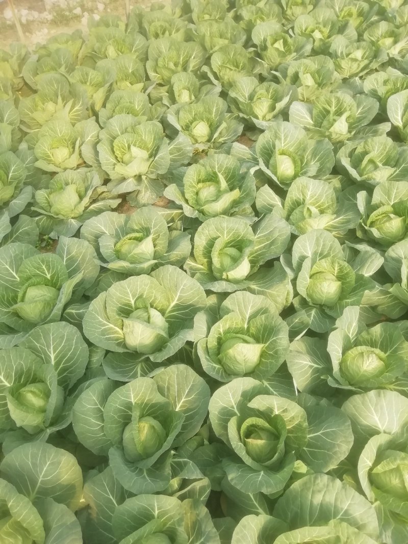 甘蓝有机大头菜，包菜。