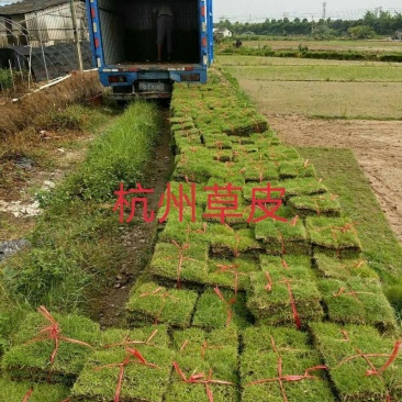 草皮