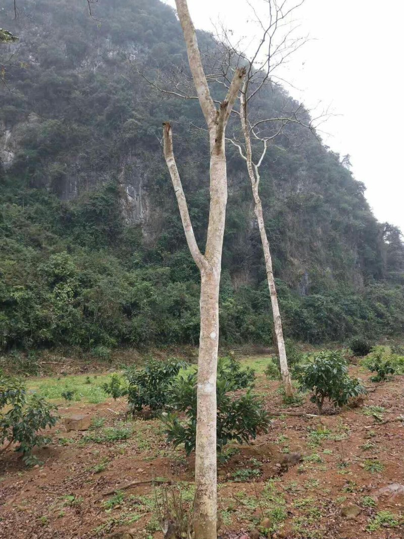 黄花梨树二十公分以上的！看上老板请来电