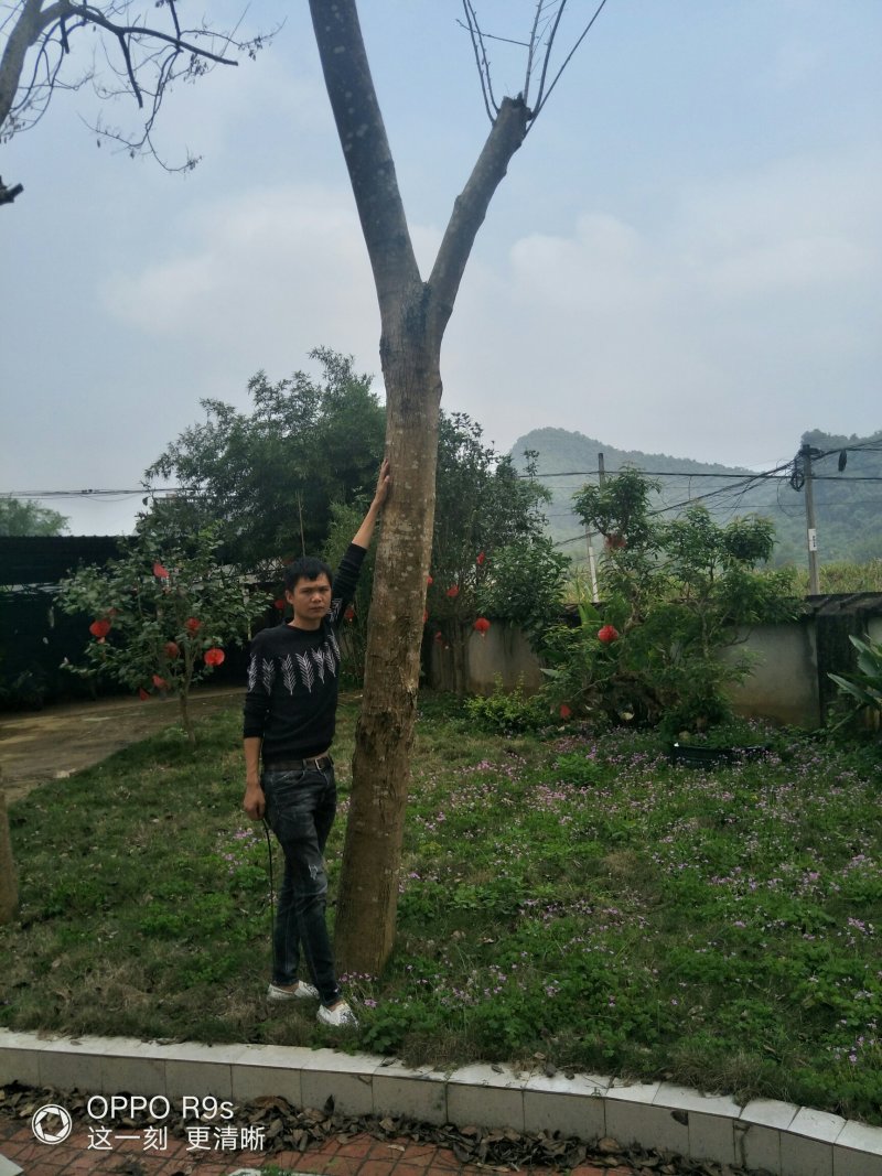 黄花梨树二十公分以上的！看上老板请来电
