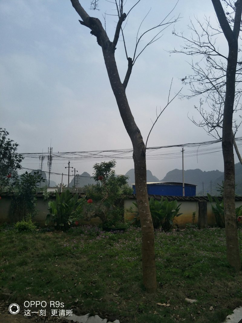 黄花梨树二十公分以上的！看上老板请来电