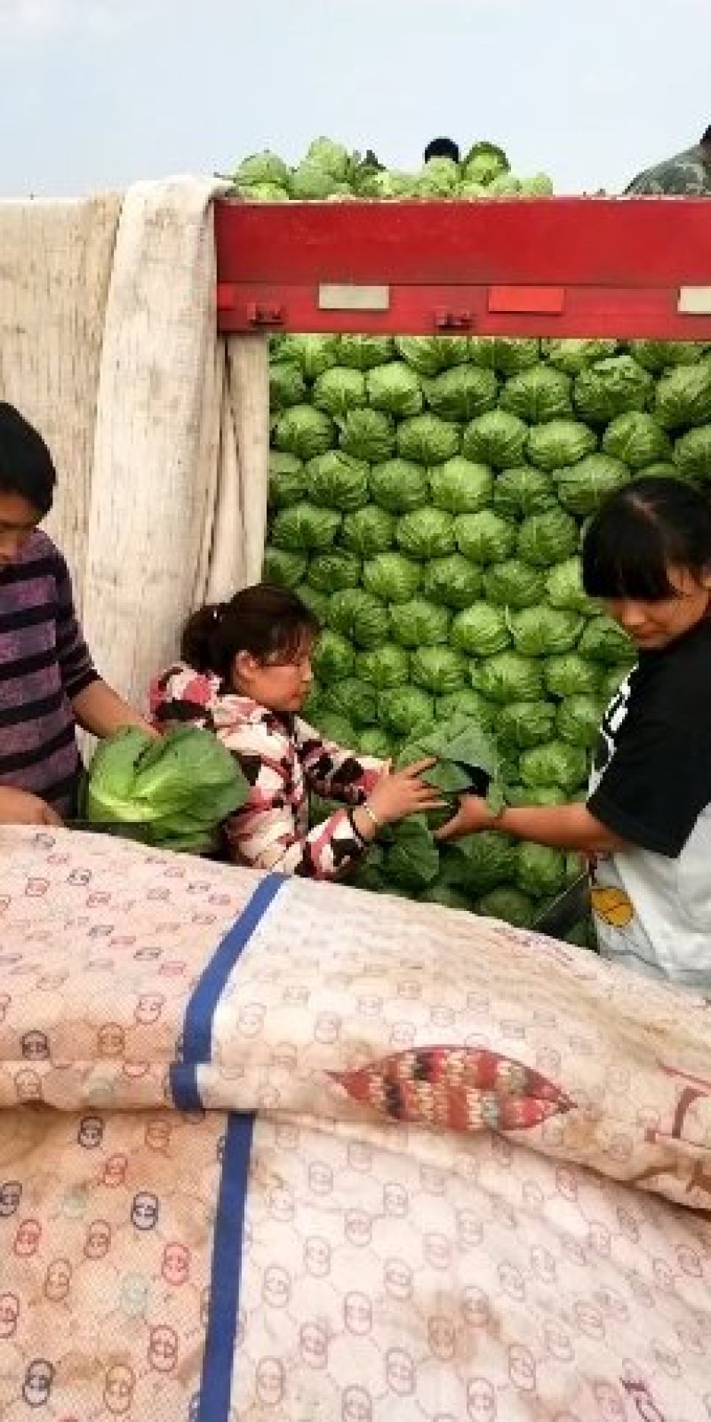 甘蓝，饶阳小萱萱甘兰上市中，能起车需要的可以联系我