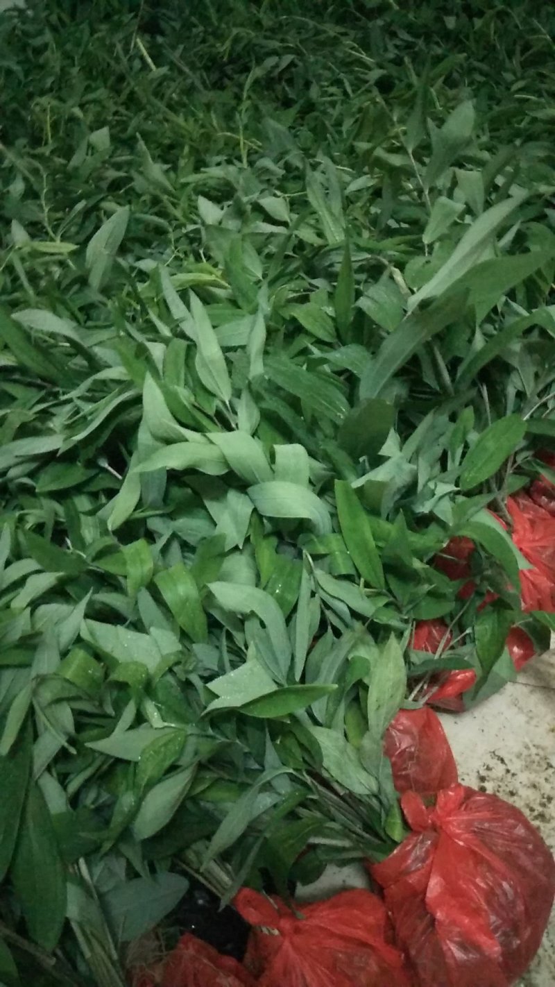 黄精种苗、黄精根块