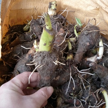 正宗荔浦芋头香芋种苗包粉包糯品种原产地直供