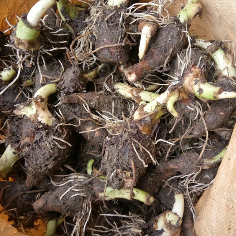 正宗荔浦芋头香芋种苗包粉包糯品种原产地直供