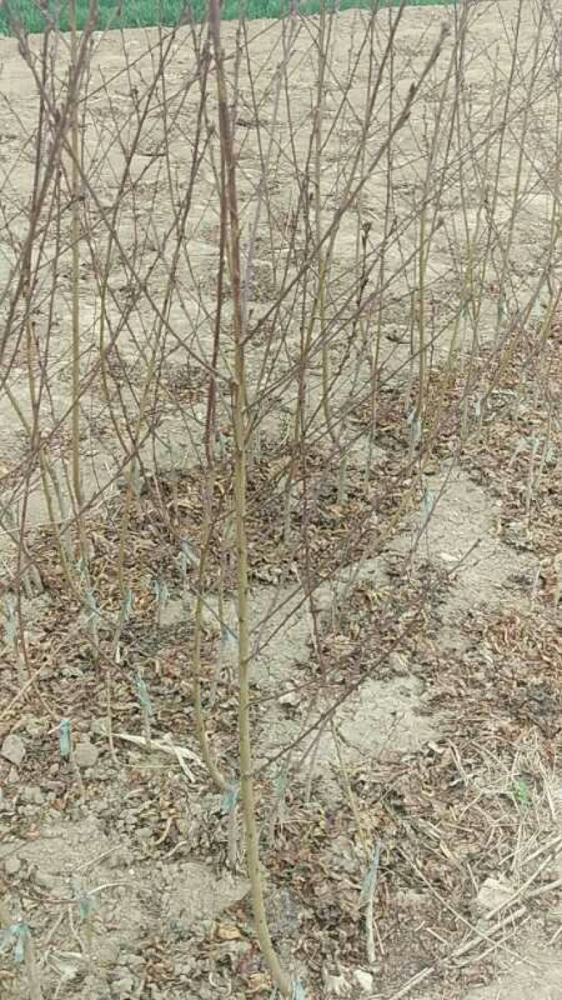 绿化苗木红叶碧桃小苗规格1公分左右菊花碧桃龙柱碧桃树苗