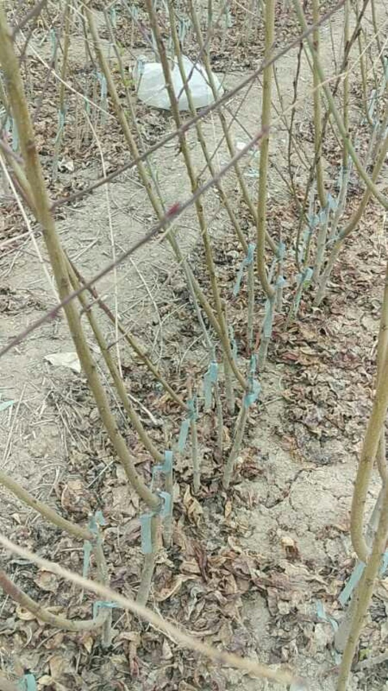 绿化苗木红叶碧桃小苗规格1公分左右菊花碧桃龙柱碧桃树苗