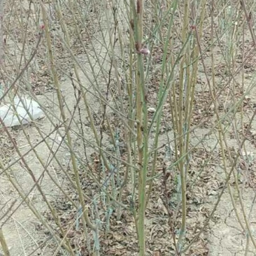 绿化苗木红叶碧桃小苗规格1公分左右菊花碧桃龙柱碧桃树苗