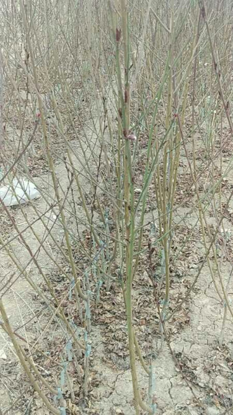 绿化苗木红叶碧桃小苗规格1公分左右菊花碧桃龙柱碧桃树苗