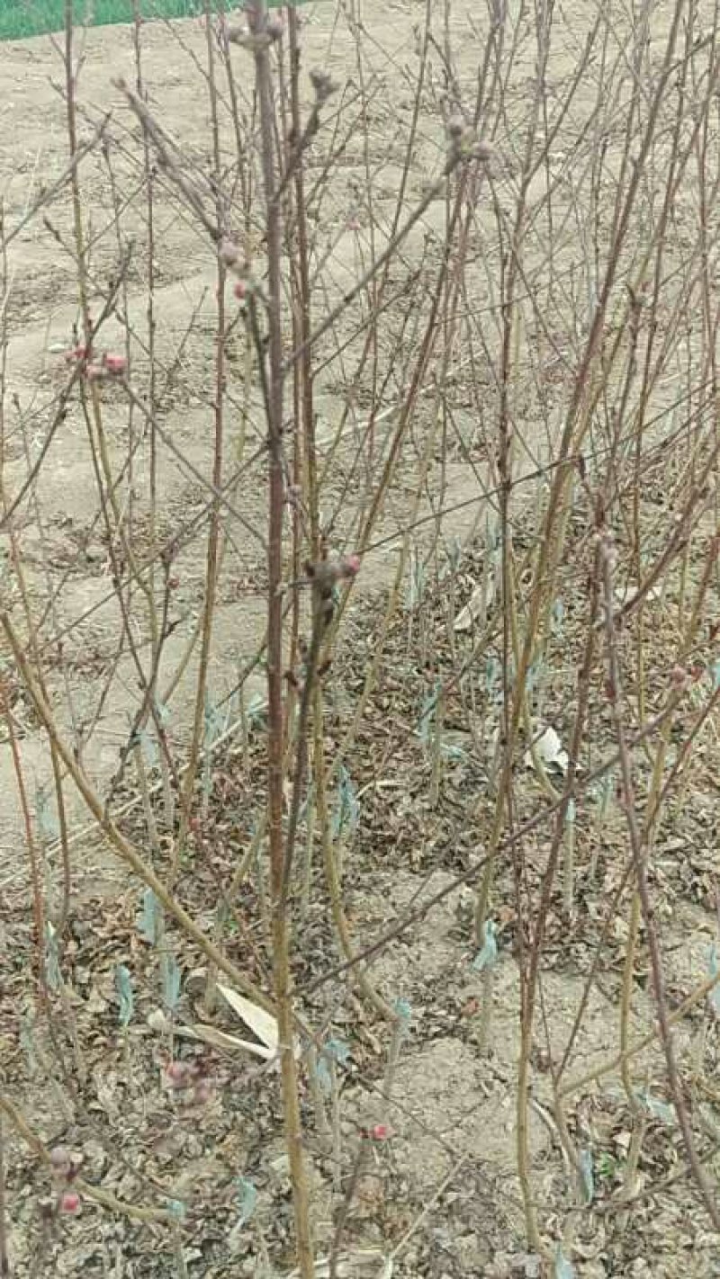 绿化苗木红叶碧桃小苗规格1公分左右菊花碧桃龙柱碧桃树苗