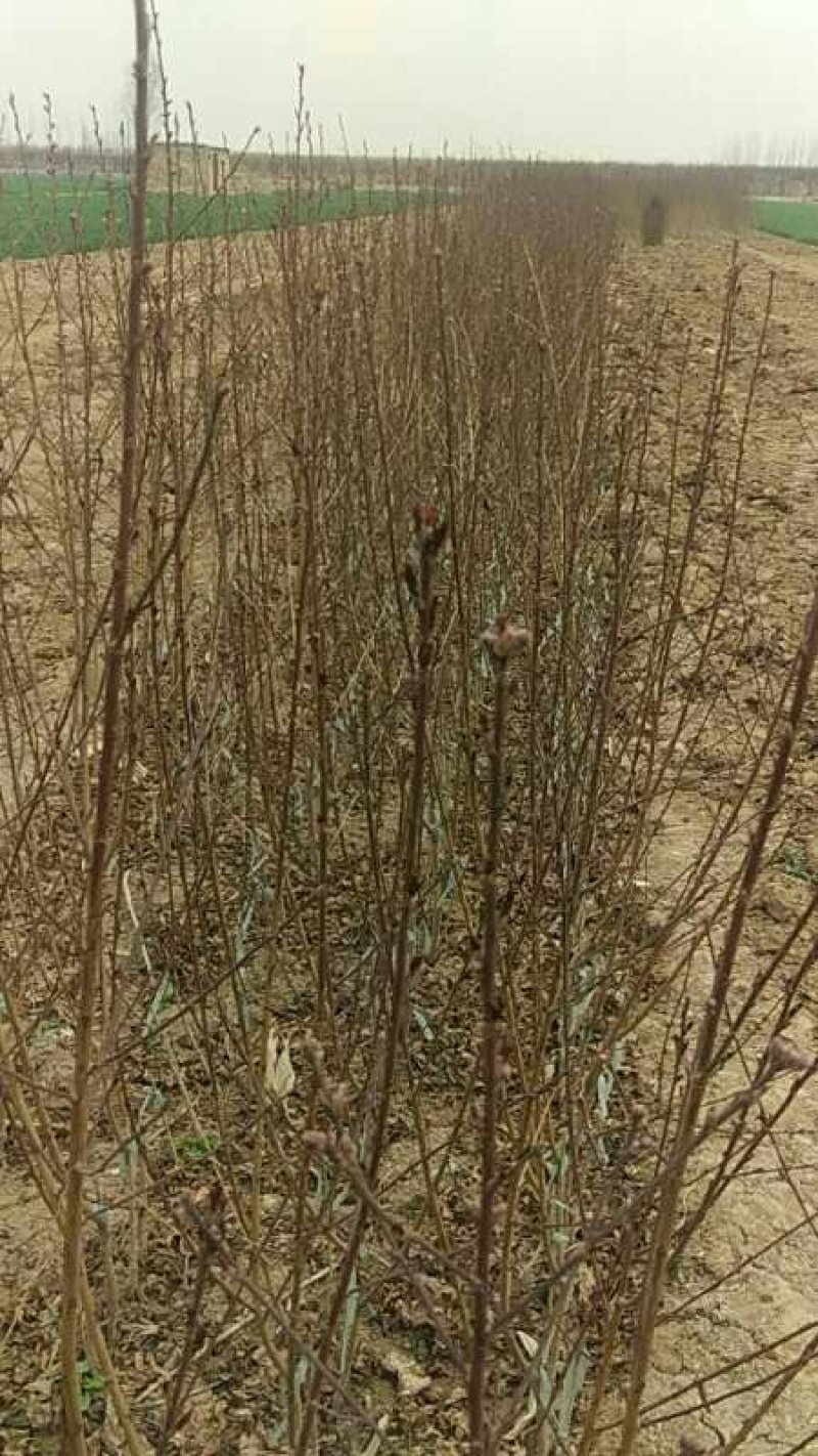 绿化苗木红叶碧桃小苗规格1公分左右菊花碧桃龙柱碧桃树苗