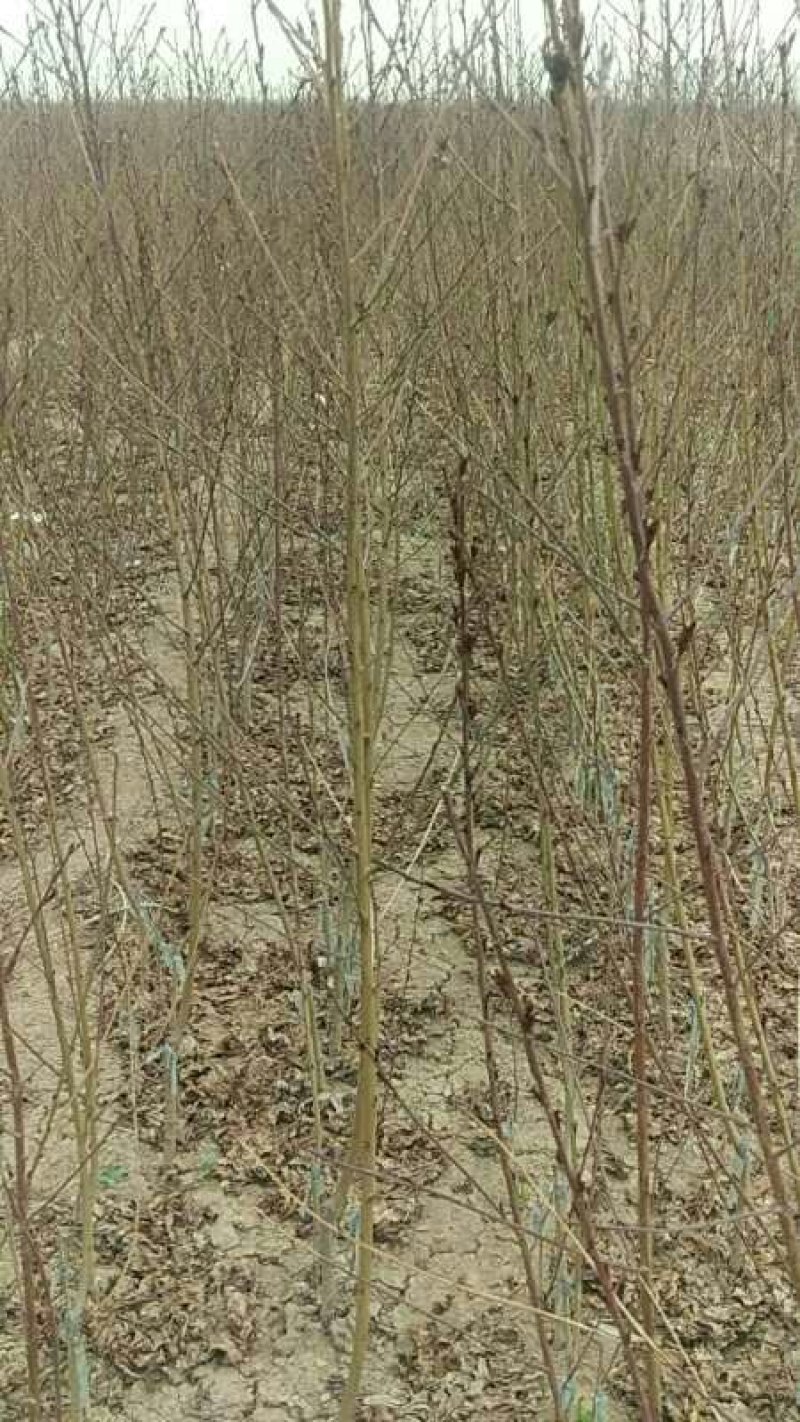 绿化苗木红叶碧桃小苗规格1公分左右菊花碧桃龙柱碧桃树苗