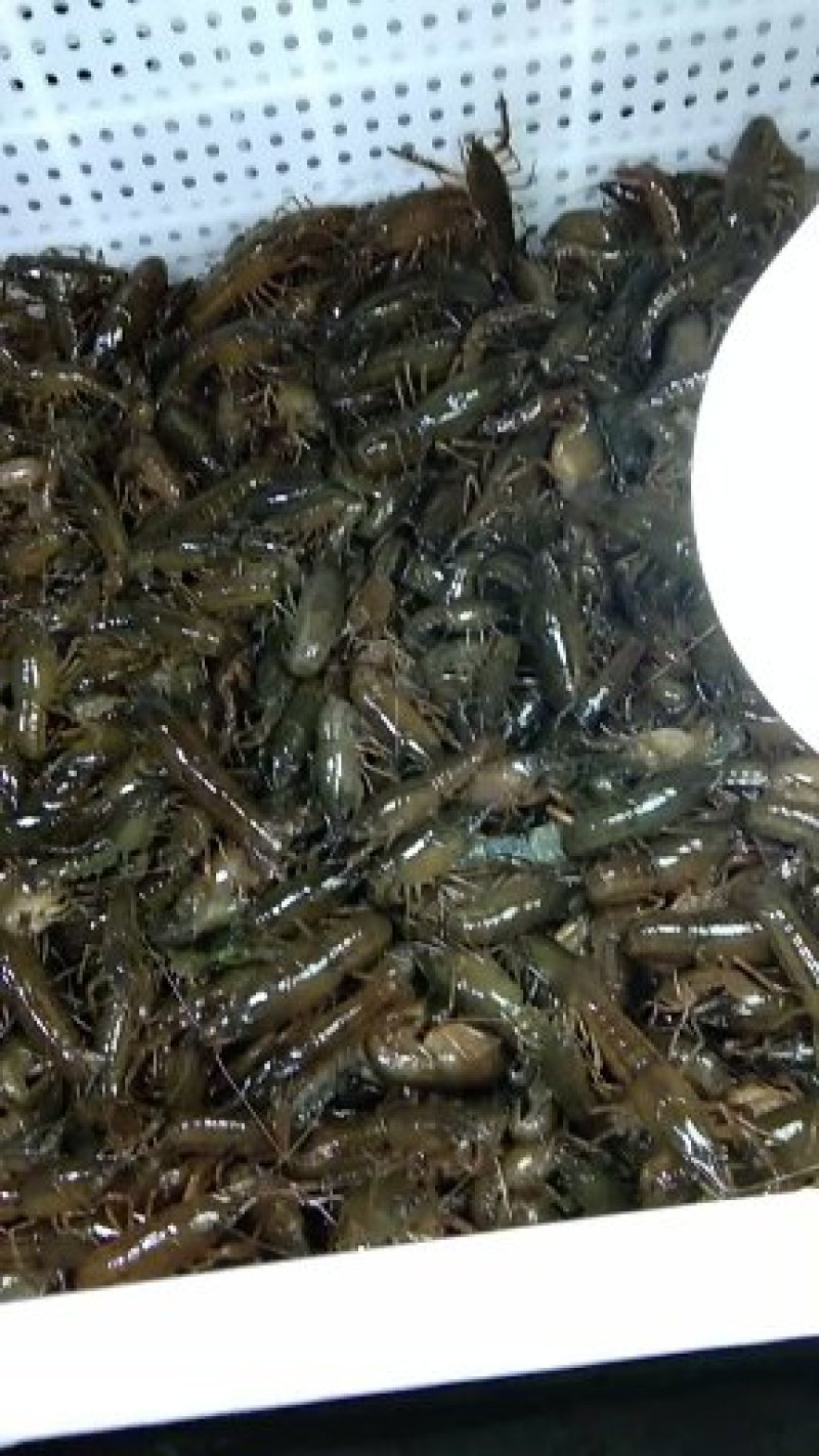 优质小龙虾苗，清水小龙虾苗种，小龙虾幼苗，深水湖精养苗种