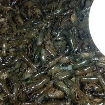 优质小龙虾苗，清水小龙虾苗种，小龙虾幼苗，深水湖精养苗种