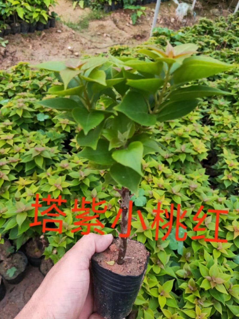 三角梅，各种颜色三角梅有需要的联系，量大优惠欢迎下单