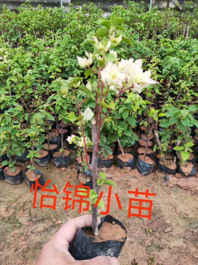 三角梅，各种颜色三角梅有需要的联系，量大优惠欢迎下单