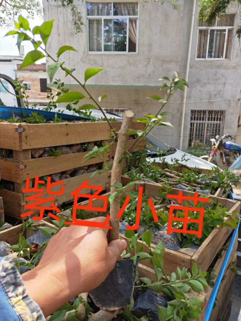 三角梅，各种颜色三角梅有需要的联系，量大优惠欢迎下单