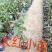 三角梅，各种颜色三角梅有需要的联系，量大优惠欢迎下单