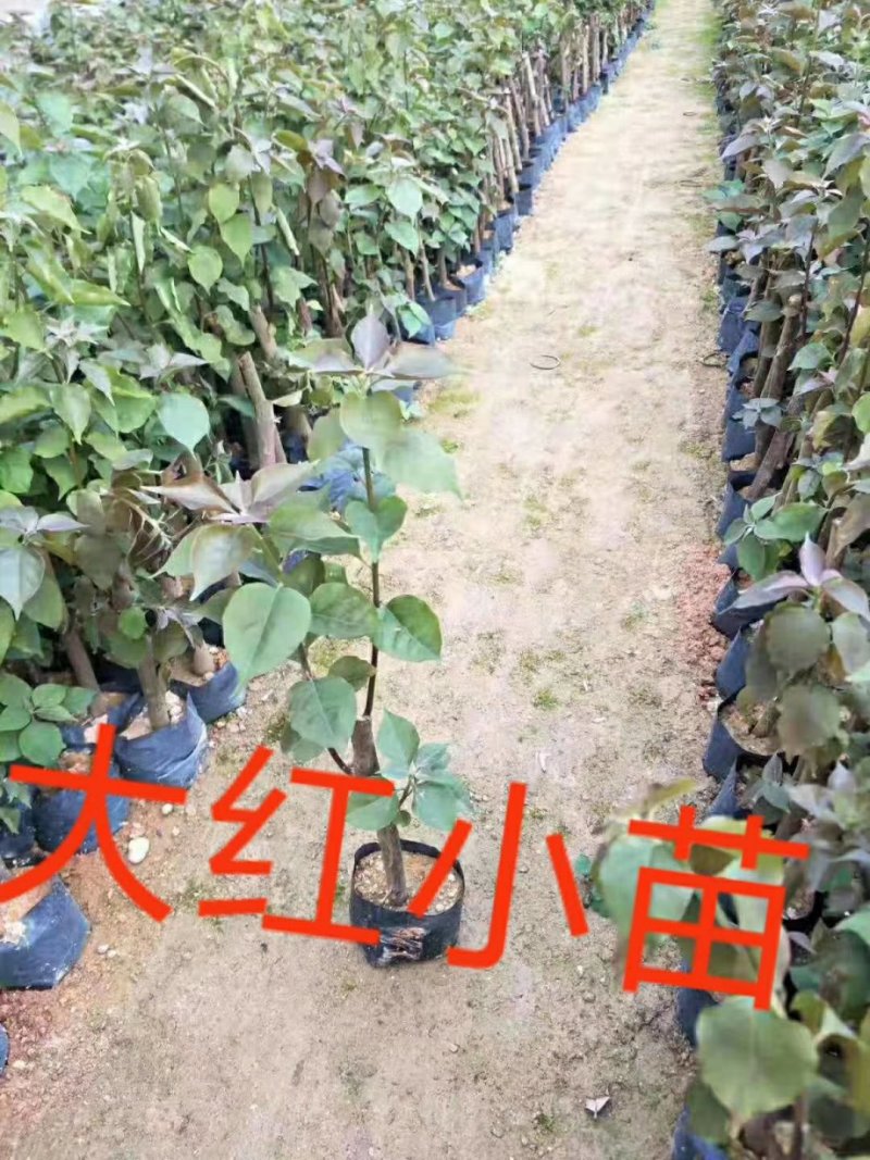 三角梅，各种颜色三角梅有需要的联系，量大优惠欢迎下单