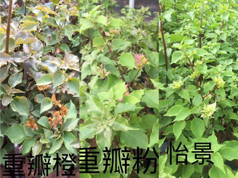 三角梅，各种颜色三角梅有需要的联系，量大优惠欢迎下单