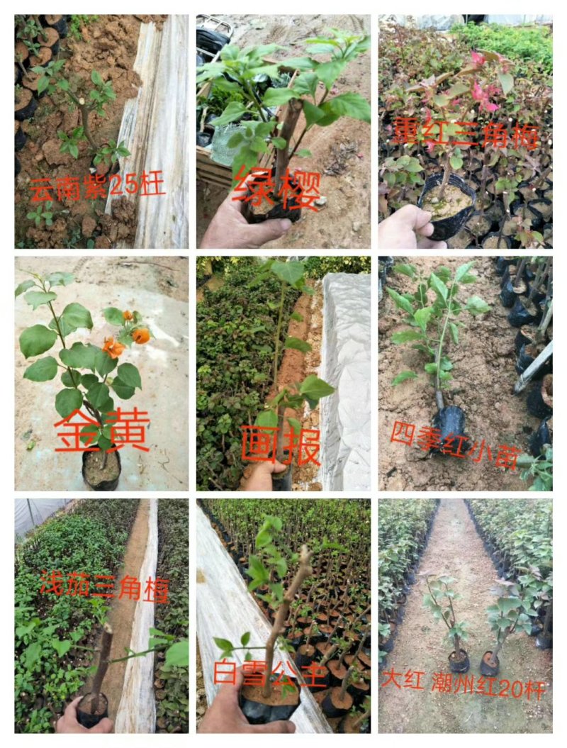 三角梅，各种颜色三角梅有需要的联系，量大优惠欢迎下单
