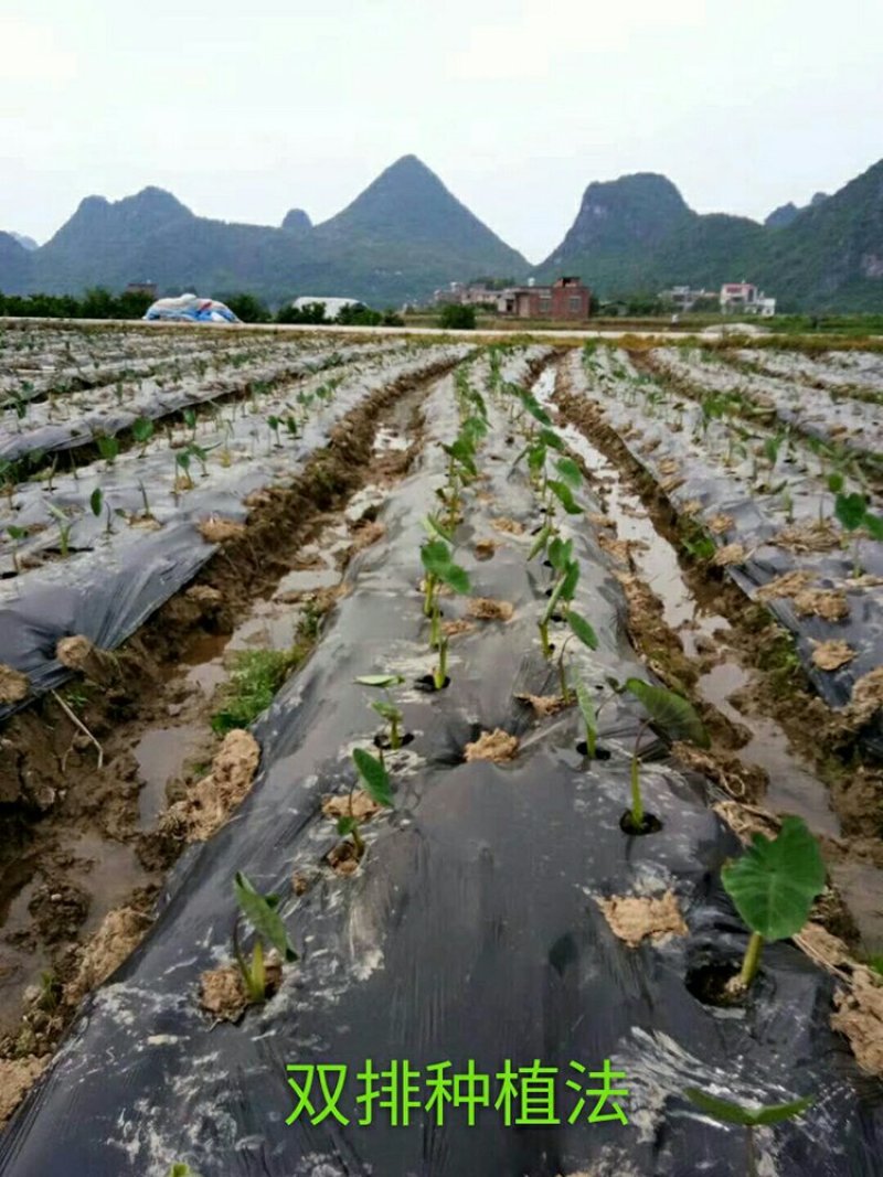 正宗荔浦芋头香芋种苗包粉包糯品种原产地直供