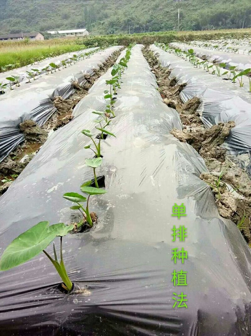 正宗荔浦芋头香芋种苗包粉包糯品种原产地直供