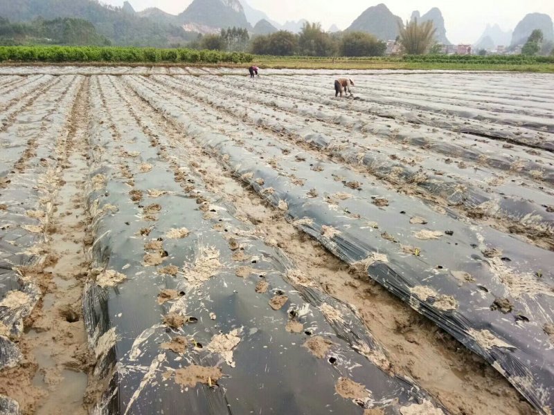 正宗荔浦芋头香芋种苗包粉包糯品种原产地直供