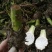 正宗荔浦芋头香芋种苗包粉包糯品种原产地直供
