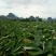 正宗荔浦芋头香芋种苗包粉包糯品种原产地直供