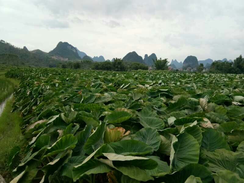 正宗荔浦芋头香芋种苗包粉包糯品种原产地直供