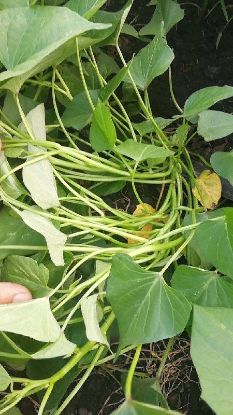 龙薯九大田剪苗，脱毒红薯苗，脱毒龙薯九大田剪苗