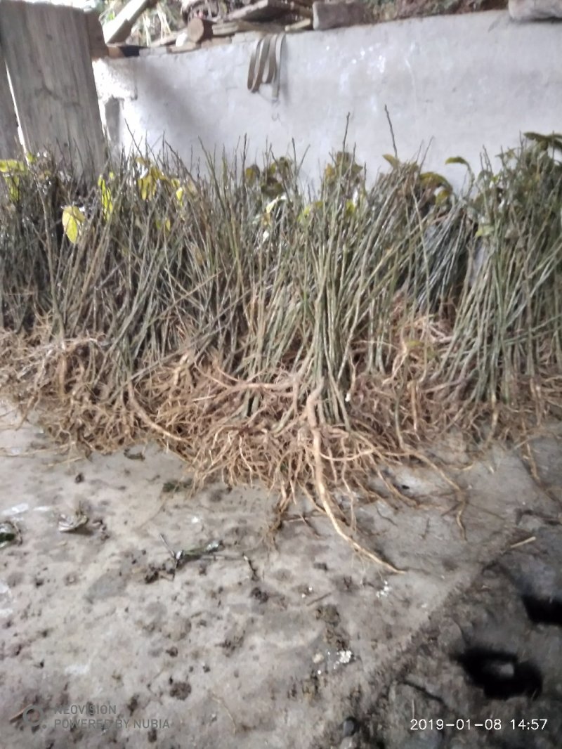 还一批黄花倒水莲林苗出售。20公分至30公分高。