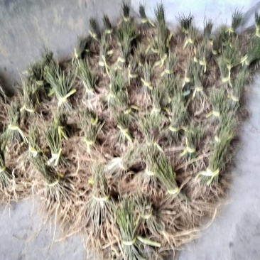 还一批黄花倒水莲林苗出售。20公分至30公分高。