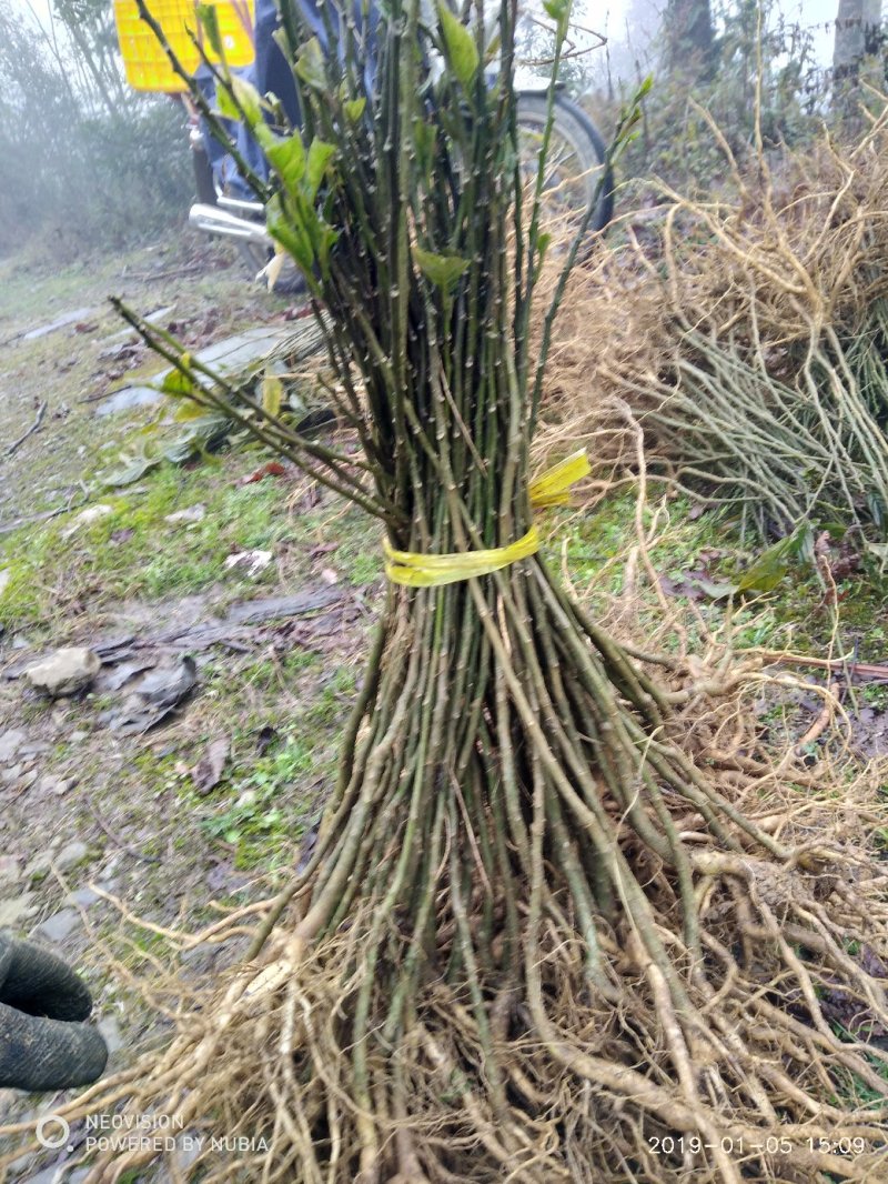 还一批黄花倒水莲林苗出售。20公分至30公分高。