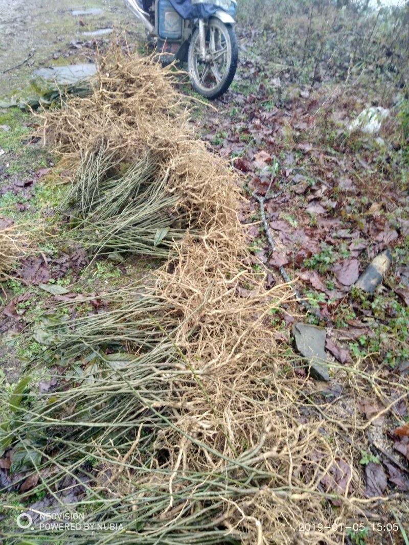 还一批黄花倒水莲林苗出售。20公分至30公分高。