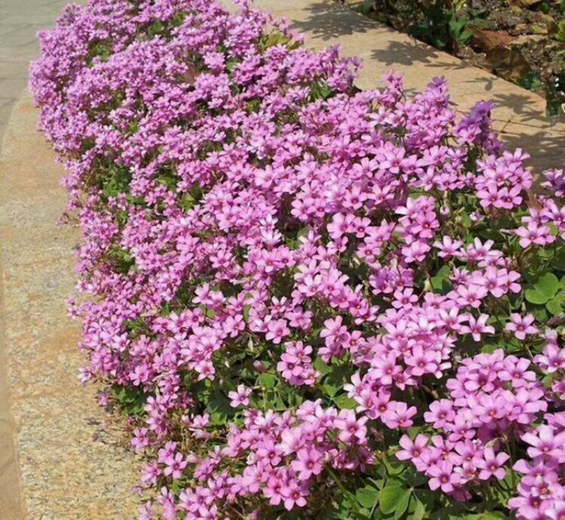 紫叶酢浆草红花酢浆草三叶草幸运草庭院别墅花坛绿植四季绿化