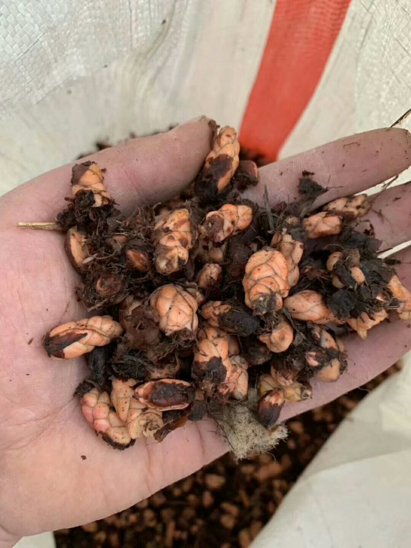紫叶酢浆草红花酢浆草三叶草幸运草庭院别墅花坛绿植四季绿化