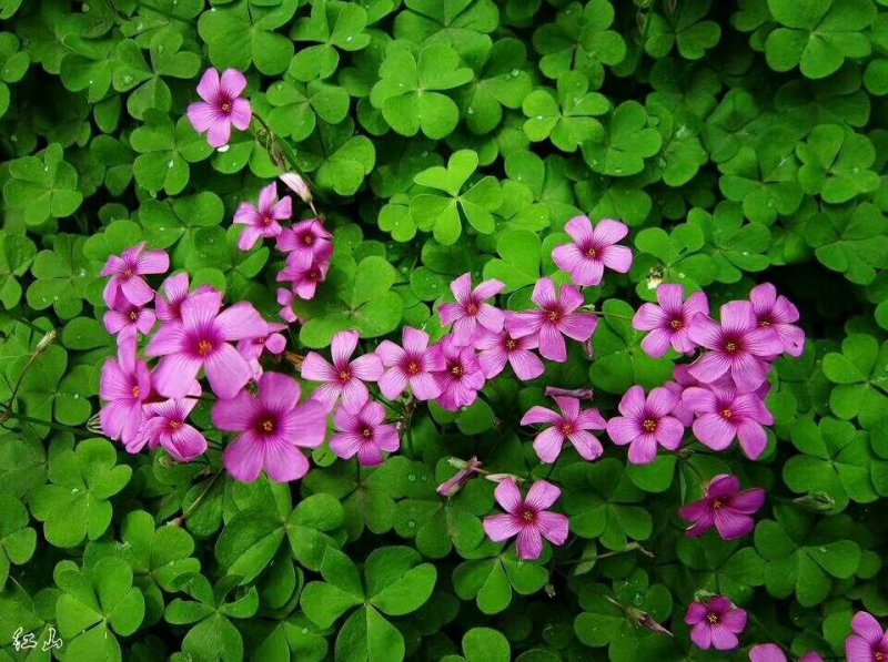 紫叶酢浆草红花酢浆草三叶草幸运草庭院别墅花坛绿植四季绿化